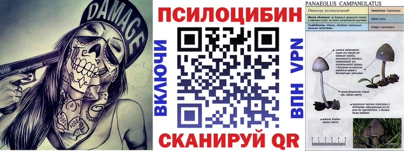 Псилоцибиновые грибы Psilocybe  Вытегра 